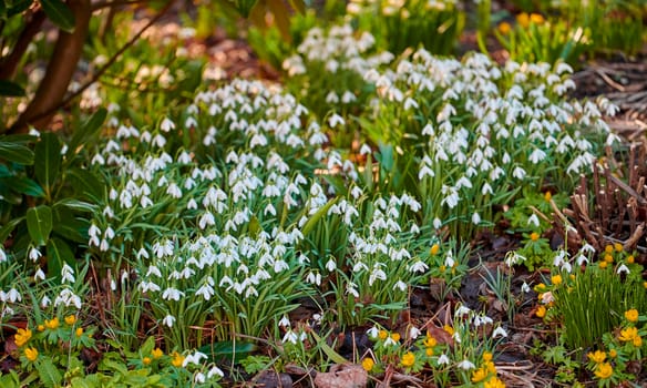 Closeup of beautiful, natural white flowers blossoming in a botanical garden or forest on a Spring day. Snowdrops growing in nature surrounded by other green plants and tree branches.