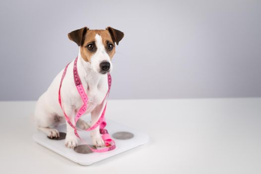 Dog jack russell terrier stands on a scale with a measuring tape.
