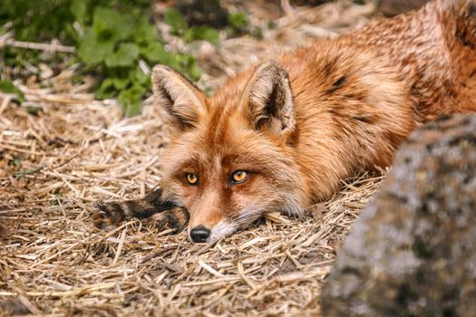 Portrait of the fox