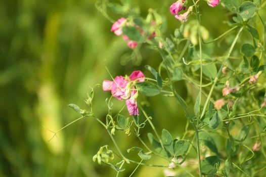 Closeup of tuberous pea flower with selective focus on foreground