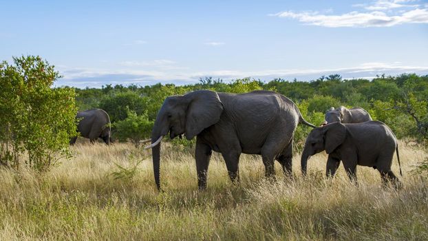 Huge Elephants at Kruger national park South Africa, African Elephant