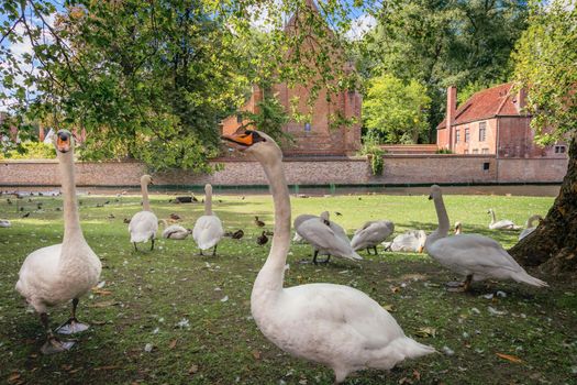 Swans resting near Beguinage and idyllic canal, Bruges, Belgium