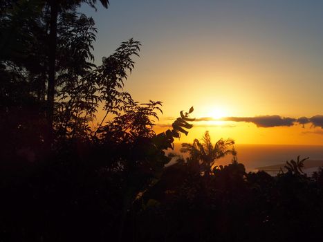 Sunset behind the Tantalus mountain past tropical silhouette of trees