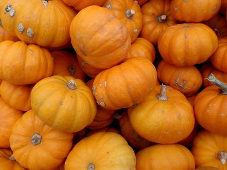 Close up of small organic pumpkins at a farmers market