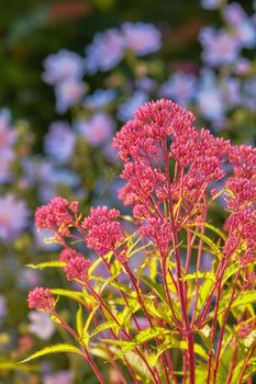 Beautiful, pretty plant and flowers in a garden, backyard or park in summer. Centranthus, valerians and flora blooming and blossoming on land, in a meadow or the countryside in a natural environment