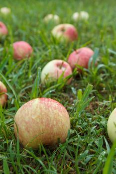 Red apples on green grass in the orchard