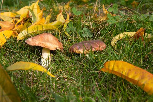 Edible mushrooms in grass at the forest.