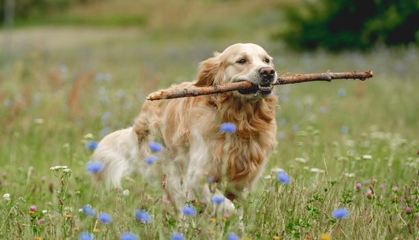 Cute dog running with stick