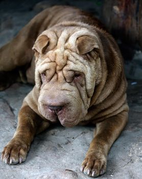 sharpei is resting lying on the ground next to the gazebo.