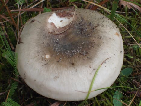 Cap of porcini mushroom russula ina  the forest