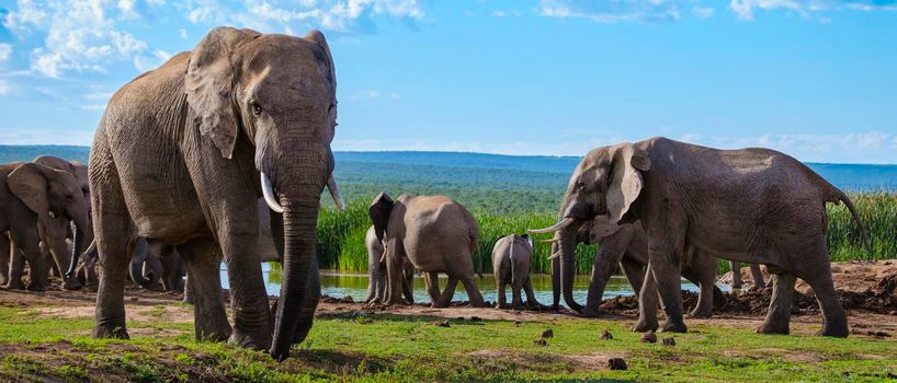 Elephants in South Africa, Family of elephant in Addo elephant park