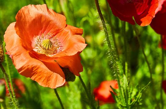 Red scarlet poppies and greeeb grass close-up in sunny day