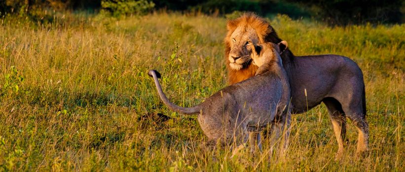 Lion male and female pairing during sunset in South Africa Thanda Game reserve Kwazulu Natal