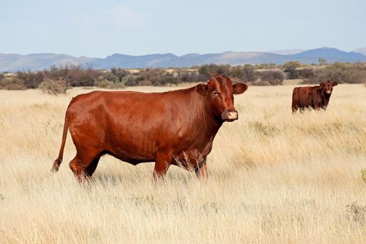 Free-range cow in grassland