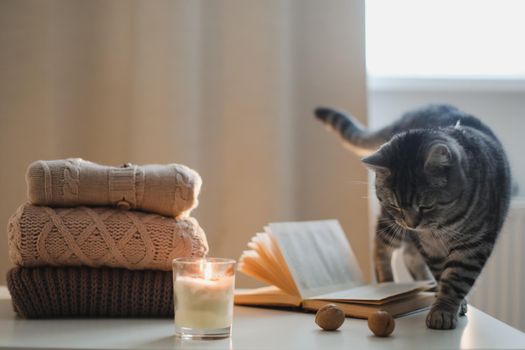 cozy home atmosphere and still life with a cat, candle, book and sweaters