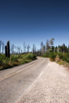 Dry and burned forestland