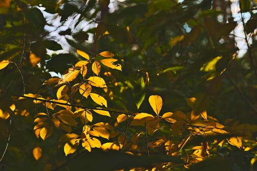 Golden shadow of autumn.Tree branch with yellow orange leaves