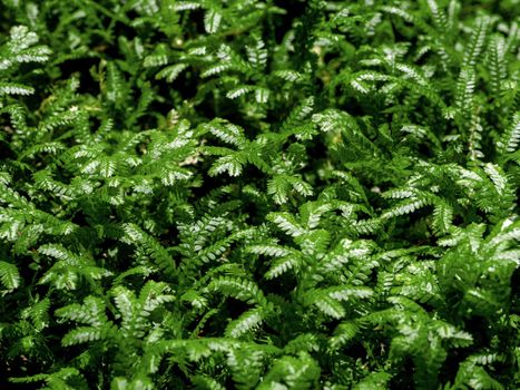 The fine and delicate leaves of the Spike Moss fern