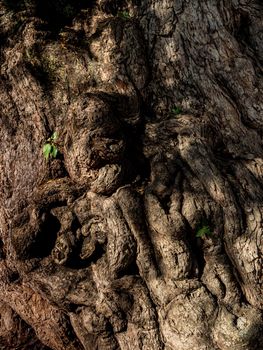 Old crevices, wrinkles and distortions on the trunk of the ancient tamarind tree