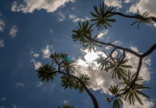 Madagascar palm the Spiky desert plant in the hard sunlight of daytime