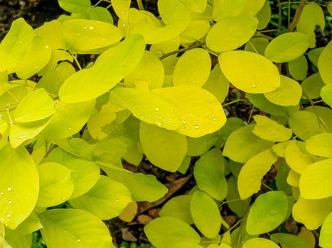 Yellow leaves by species of Dendrolobium umbellatum