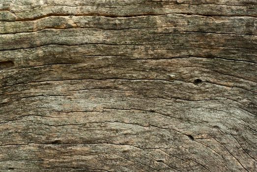 Abstract Surface texture and trenches on the bark of tree trunk