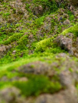 Fresh green moss that grows cover on moist stone