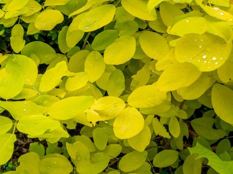 Yellow leaves by species of Dendrolobium umbellatum