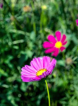 Pink color cosmos flowers in the flower field