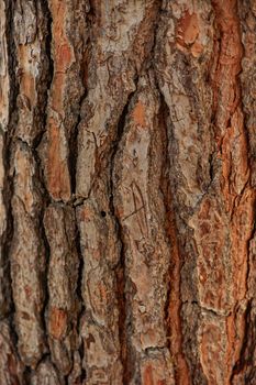 Maritime pine bark