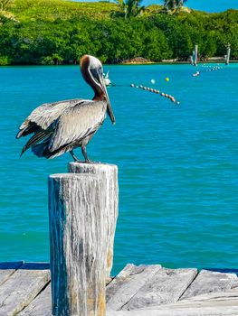 Pelicans pelican birds on port of Contoy island in Mexico.