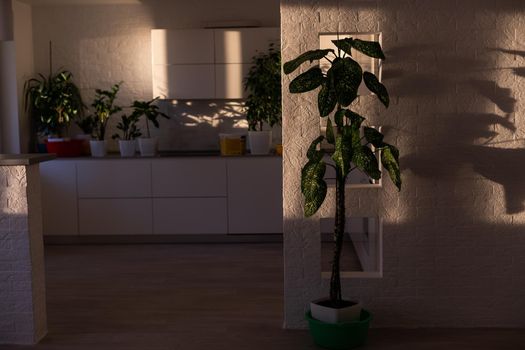 Indoor plants display. House plants.
