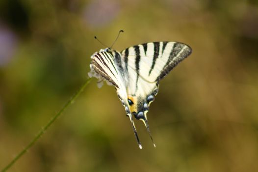 Closeup of scarce swallowtail butterfly on a plant with selective focus on foreground