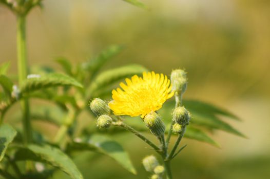 Close-up of perennial sowthistle flower and buds with blurred background