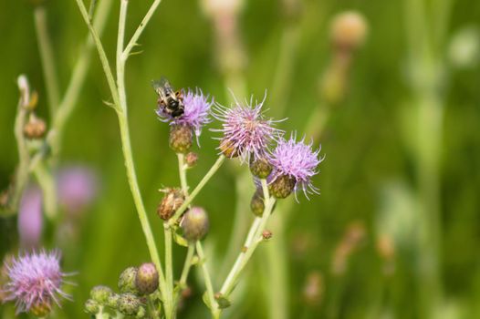 Closeup of bee pollinating creeping thistle flower with selective focus on foreground