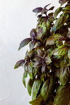 Red basil plant over the light grey background