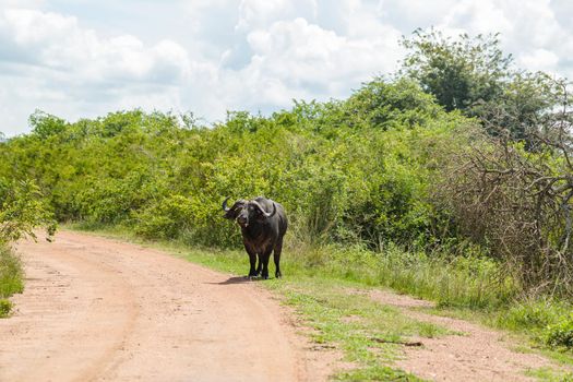 Wild African buffalo walking along the road in Africa