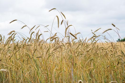 Ripening ears of wheat in a field