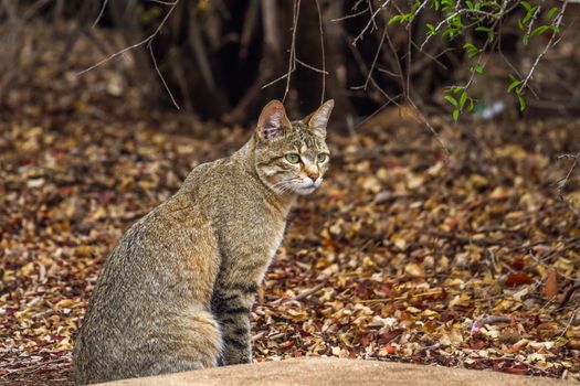 Southern African wildcat in Kruger National park, South Africa