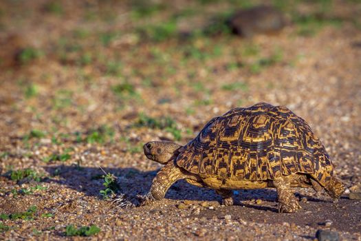 Leopard tortoise  in Kruger National park, South Africa