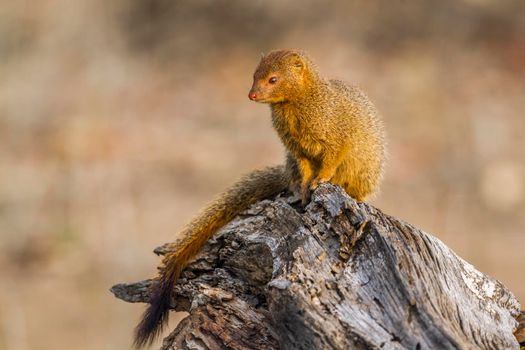 slender mongoose in Kruger National park, South Africa
