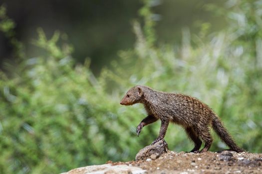 banded mongoose in Mapungubwe National park, South Africa