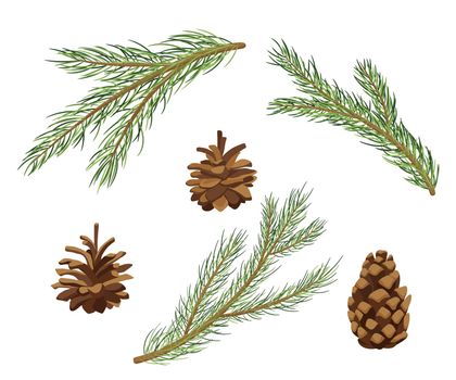 Pine Tree Branches and Fir Cones. Vector Cartoon Set isolated on white