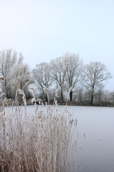 Hoarfrost on reed grass on a midwinter morning