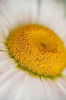 The middle of a daisy is a close-up. macro photography of a flower. Medium plan, selective snapshot. Selective focus.