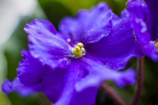 Beautiful violet flower in close-up macro. Violet flower on the background of blurring nature. Macro photography.
