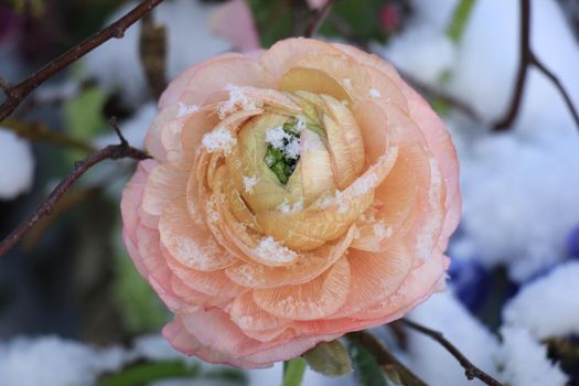 A pale pink camellia