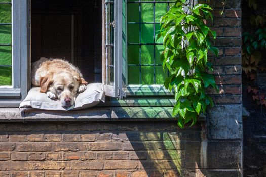 Dog resting at open window in Bruges at sunny day, Belgium