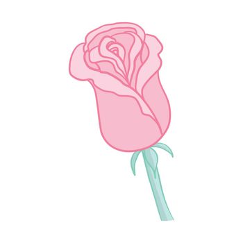 Pink rose. Isolated bouquet garden flower on white background. Vintage vector illustration art