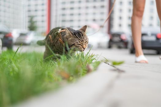 A tabby cat eats green grass while walking with a female owner.
